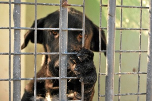 Un perro espera en el Centro de Protección Animal a ser adoptado. 