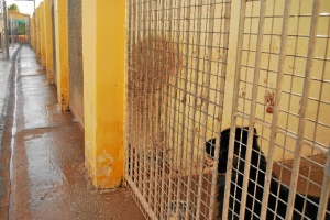 Al Centro de Protección Animal de Peñaflor llegan perros abandonados y encontrados.