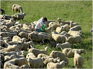 La ganadería extensiva dificulta la convivencia del oso pardo en el Pirineo / Foto: UZ