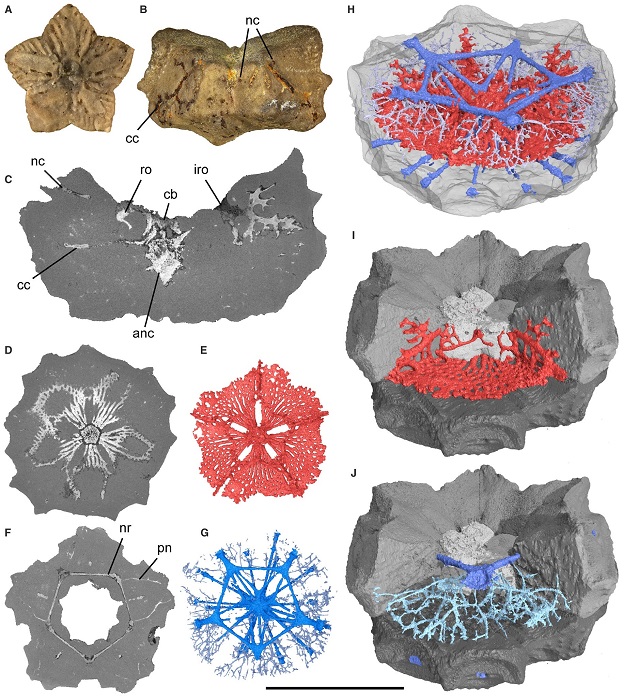 Imagen del sistema nervioso de un lirio de mar de hace 125 millones de años.