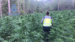 La Policía Nacional ha localizado dos grandes plantaciones de marihuana.