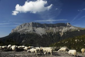 ovejas Tella-sin subvenciones espacios naturales protegidos