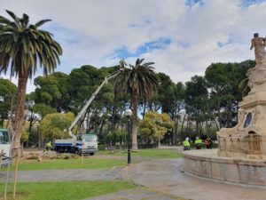 Técnicos aplican un tratamiento a las palmeras afectadas por picudo rojo en el Parque Grande de Zaragoza.