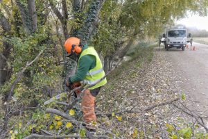 Sanean 600 árboles de las riberas en Zaragoza