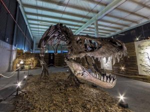 La exposición Dinopétrea muestra en Zaragoza esqueletos de dinosaurios