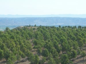 Autorizan la adjudicación de las obras de los regadíos de Fuentes de Ebro