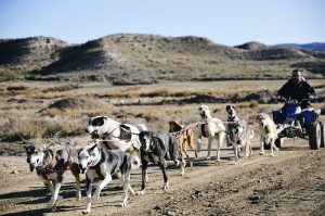 Más de 80 perros de tiro participan en la XXVIII Travesía de Monegros.