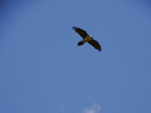 Ejemplar de quebrantahuesos sobrevolando el Moncayo