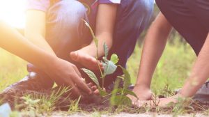 Medio centenar de municipios de Zaragoza colaboran con esta plantación.