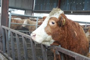 Mejora en producción de carne de vacuno en Europa lleva sello aragonés