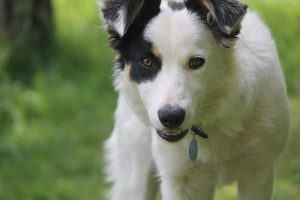 55 perros y 9 gatos se instalan en el nuevo Centro de Protección Animal