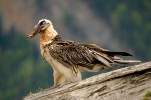 Nace en Picos de Europa el primer quebrantahuesos desde su extinción hace 70 años