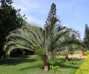 Cuarte de Huerva dedica su principal parque a los sanitarios