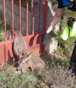 Rescatan a un corzo atrapado en una valla en Teruel