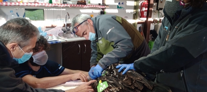 Dos nuevos pollos de quebrantahuesos viajan hasta los Picos de Europa