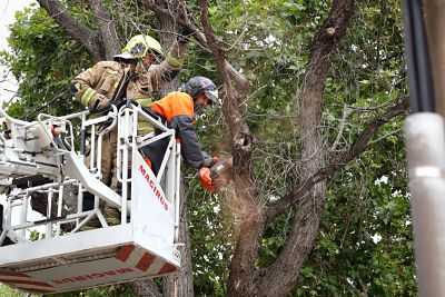 Zaragoza reactiva el plan extraordinario de poda para mejorar la seguridad