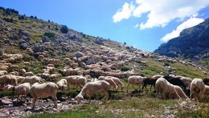 Subvencionan a ganaderos con explotaciones en zonas con presencia de oso y lobo