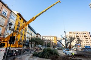 El trasplante a un vivero evita la desaparición de 11 olivos de la plaza de Salamero