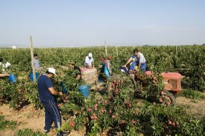 Cae el número de parados en el sector agrícola zaragozano en agosto