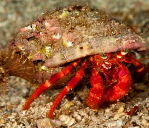 Nueva especie de cangrejo ermitaño en el Pirineo Aragonés