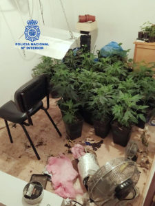 Detenido un hombre al ser sorprendido con una plantación de marihuana