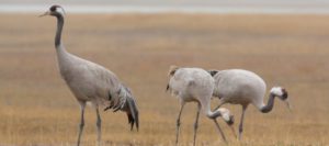 Gallocanta organiza rutas guiadas para presenciar la llegada de grullas