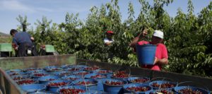 Aragón efectúa el pago de la línea de apoyo a los seguros agrarios