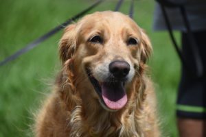 golden-retriever-perro animal