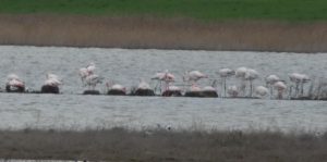 2022-05-02 flamencos en Laguna de Gallocanta